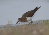 Common Sandpiper  Spain