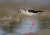 Black-winged Stilt   Spain