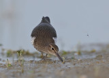 Common Sandpiper    Spain