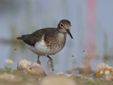 Common Sandpiper    Spain