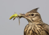 Thekla Lark    Spain