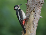 Great Spotted Woodpecker      Wales