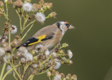 Goldfinch   Wales