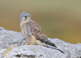 Common Kestrel   Wales