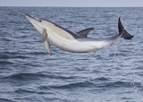 Common Dolphin   Wales