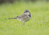 Cape Wagtail  Motacilla capensis