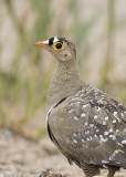 Double-banded Sandgrouse  Pterocles bicinctus male