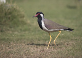 Red-wattled Lapwing   India