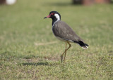 Red-wattled Lapwing   India