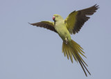 Ring-necked  Parakeet    India