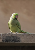 Ring-necked  Parakeet    India