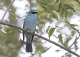 Verditer Flycatcher  India