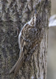 Treecreeper   Wales