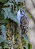 Treecreeper   Wales