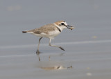 Kentish Plover  Goa