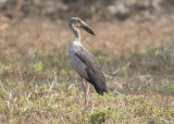 Asian Openbill Stork India