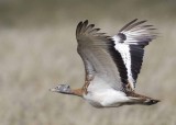 Great Bustard.  Spain