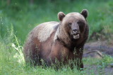 Brown Bear   Estonia