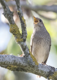 Thrush Nightingale    Estonia