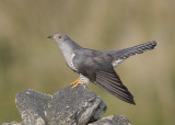 Common Cuckoo    Wales