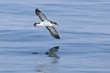 Manx Shearwater  Wales