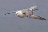 Northern Fulmar    Scotland