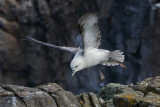 Northern Fulmar    Scotland