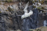 Northern Fulmar    Scotland