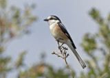 Masked Shrike   Lesvos,Greece