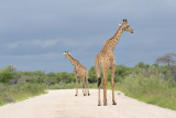 Giraffe   Namibia