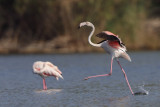 Greater Flamingo    Corfu,Greece.