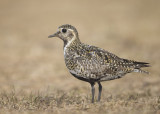 Golden Plover    Iceland