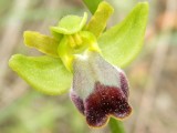 Ophrys fusca ssp. Mallorca