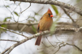 Northern Cardinal