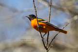 Baltimore Oriole