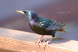 European Starling