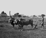 1867 - Ploughing Day Ceremony