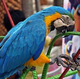Maccaw parrot