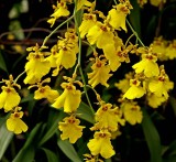 Spray of small orchids