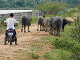 buffalo herding.jpg