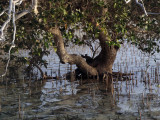 in the mangrove.jpg