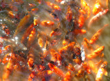 Koi fish - Byodo-In Temple - Kaneohe