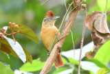 Barred Antshrike  0615-3j  Parque Metropolitano