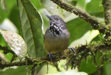 Checker-throated Antwren  0616-2j  Anton