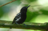 White-flanked Antwren  0616-2j  San Francisco Reserve