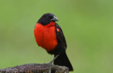Red-breasted Blackbird  0616-3j  Yavisa, Darien