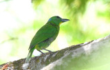 Green Shrike-Vireo  0616-1j  Canopy Tower