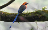 Rufous Motmot  0616-1j  Anton