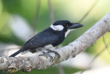Black-breasted Puiffbird  0616-4j  Canopy Tower