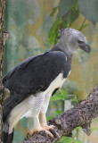 Harpy Eagle  0616-1j  Rehab Facility near Anton